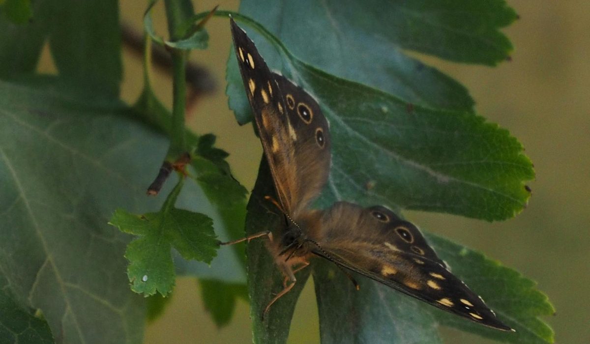 A Year of Outdoor Conservation: Month-by-Month Rhythms