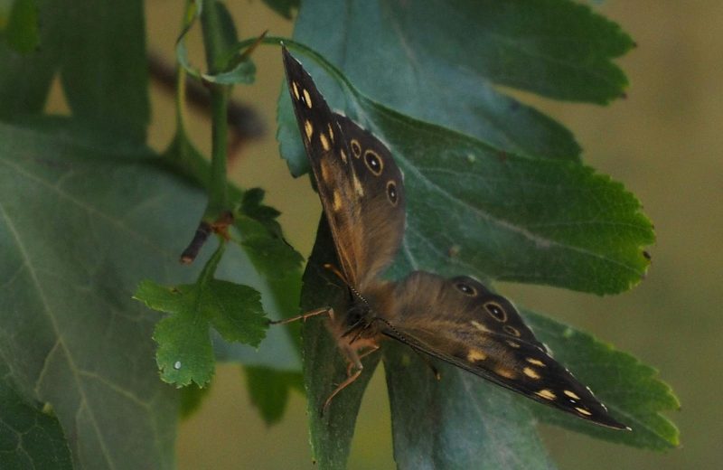 A Year of Outdoor Conservation: Month-by-Month Rhythms