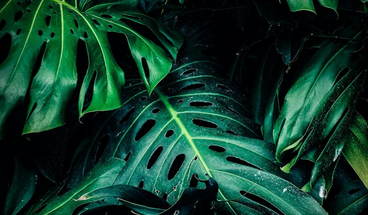The Best Time of Day to Water a Garden (And Why Most People Get It Wrong)