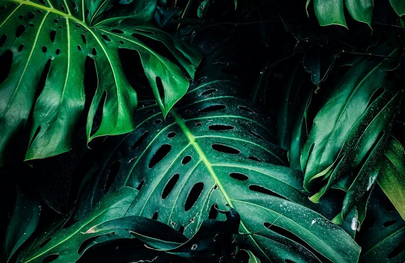 The Best Time of Day to Water a Garden (And Why Most People Get It Wrong)