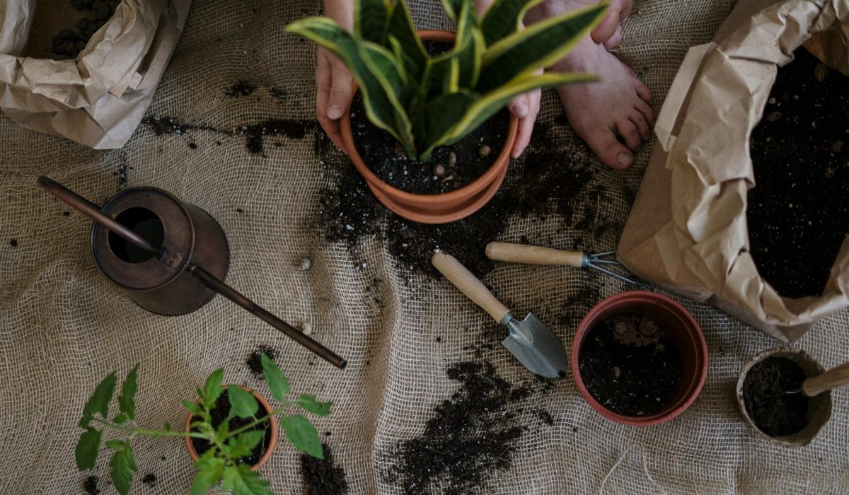 Overwatering: Why Most Gardens Get Twice as Much as They Need