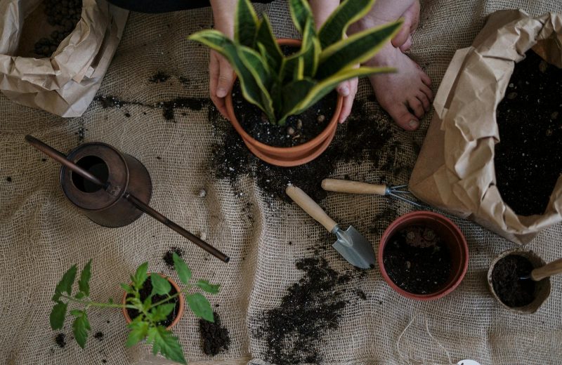 Overwatering: Why Most Gardens Get Twice as Much as They Need