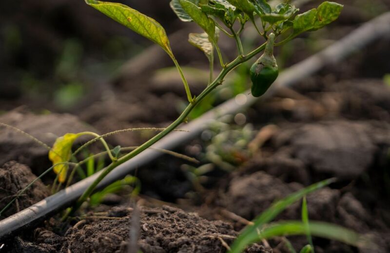 Drip irrigation line delivering water directly to the base of a pepper plant in a garden bed