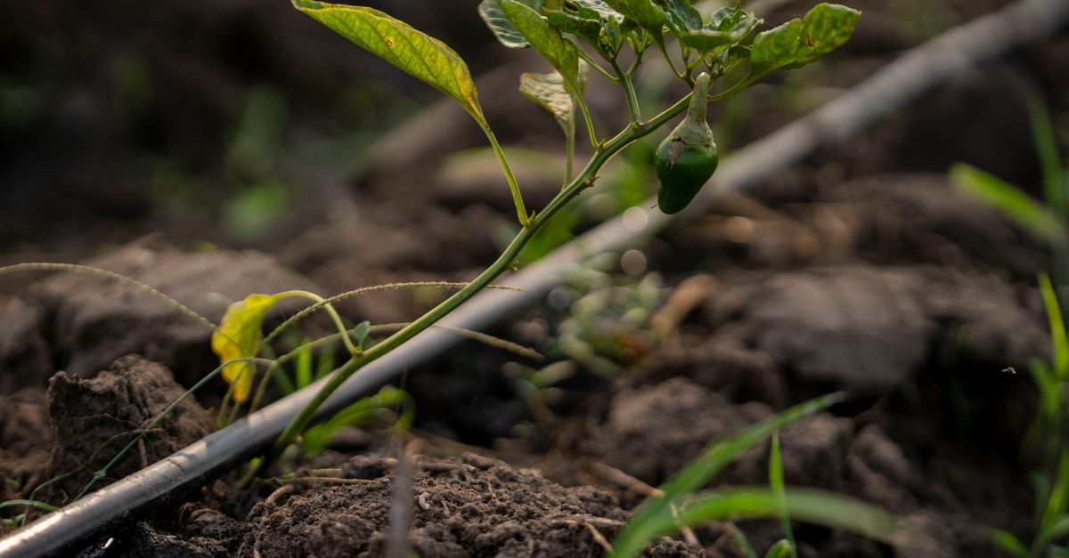 Drip irrigation line delivering water directly to the base of a pepper plant in a garden bed